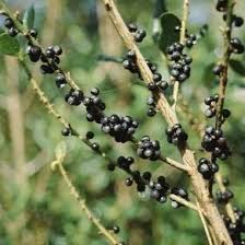 Image result for Myrsinaceae