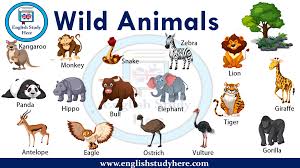 Wild Animals Names English Wild Animals Names Kangoroo Monkey Snake Lion Panda Hippo Bull Elephant T Animals Wild Wild Animals List Animals Name With Picture
