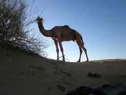 Learn from others in the forums. Perfect First Camel Riding Experience Reviews Photos Real Desert Man Camel Safari Tripadvisor