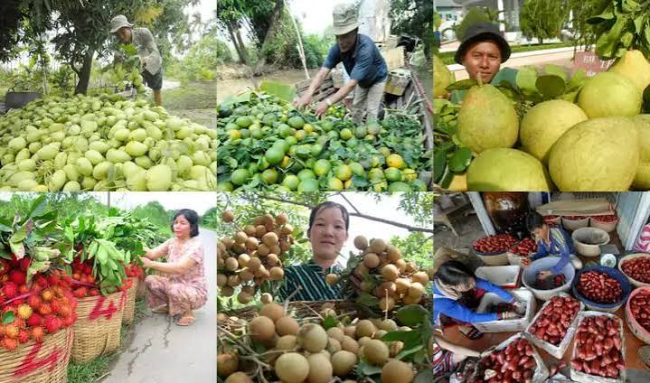 Trái Cây Miền Tây