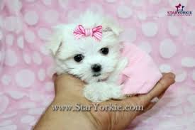 Contact us for quotes and more information regarding our teacup maltese puppies for sale near me. Teacup Puppies For Under 300 Dollars For Sale United States Pets 1