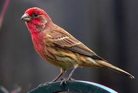 Red Bird With No Feathers On Head Red Headed House Sparrow Surprise Visitor Dressed In Red Maggiemoosetracks Finches Bird Red Headed Sparrow Bird