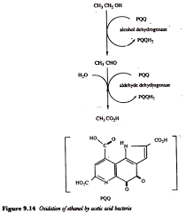 Fermentation Process Of Vinegar Microbiology