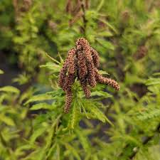 Image result for Cyphia brachyandra