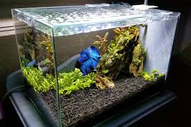 Click here to learn the minimum what size tank is best for your betta? Aquascape Ideas 5 Gallon Betta Aquascape
