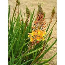 Image result for Bulbine favosa