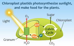 Maybe you would like to learn more about one of these? Plant Cell Parts Biology Wise