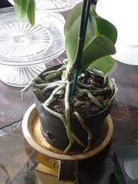 Pin On Orchids