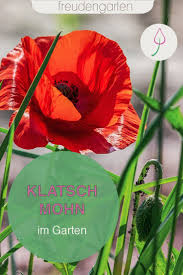 Klatschmohn Saen Pflanzen Und Pflegen Pflanzen Pflegeleichte Pflanzen Und Naturgarten