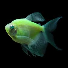 Tropical Fish For Freshwater Aquariums Glofish Electric