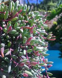 Water plants leaves followed by spikes of white flowers june through september. Ruby Necklace Succulent Types Of Succulents Succulents Windowsill Garden