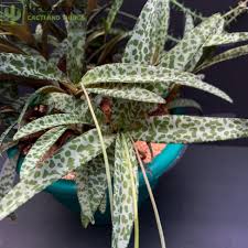 Image result for Ledebouria