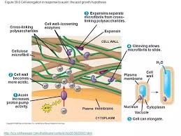 These living things are known as multicellular organisms. How Do Growing Plant Cells Elongate Quora