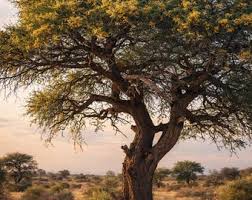Image result for Acacia erioloba