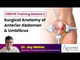 Image result for Umbilicus