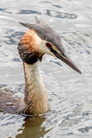 Birds Of A Feather Ac Odyssey All Locations Great Crested Grebe The Hall Of Einar 23 Jpg 1 367 2 048 Pixels Haubentaucher Wasservogel Tauchen