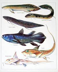 1984 Vintage Fish Print Australian Lungfish African Lungfish Ratfish Elephant Shark Book Plate Animal Books Fish Print Animal Book