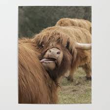 We also have other mini cattle bred to our three highland bulls. Funny Scottish Highland Cow Poster By Haley Redshaw Society6