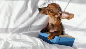 kopekler gunde kac saat uyur