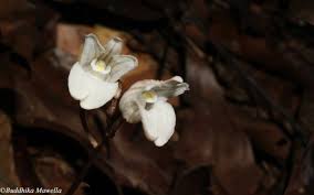 Image result for Didymoplexis