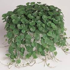 Image result for Dichondra