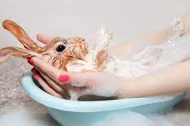 The water will make the rabbit cold and may even cause pneumonia. How To Bathe Your Rabbit 4 Easy Ways With Pictures Pet Keen