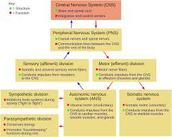 flow chart of nervous system class 10 diagram