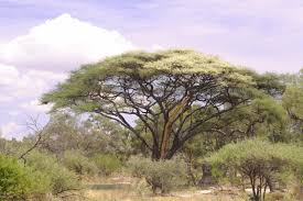 Image result for Acacia tortilis