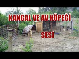 Kopek Sesi Kangal Ve Av Kopegi Havlamasi Youtube