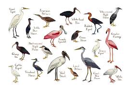 Birds Of North America Poster Amazon Amazon Com Wading Birds Herons And Egrets Of North America Field Guide Art Print Handmade Bird Poster Field Guide Nature Wall Art