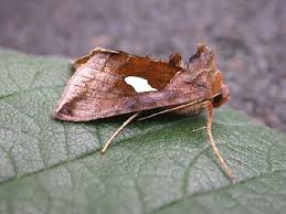 Image result for Autographa bractea