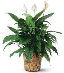 Maybe you would like to learn more about one of these? Fortino S Flowers And Gifts Peace Lily