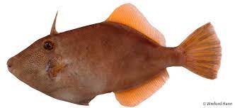 Leather Jacket Best Fish Guide