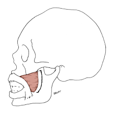 Head and neck test questions gross anatomy all cervical vertebra have a: Anatomy Tables Muscles Of The Head And Neck