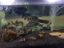 Ikan predator air tawar piranha piranha juga termasuk ikan hias predator yang. Air Di Akuarium Terlihat Bening Dan Jernih Jangan Tertipu Nakama Aquatics