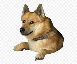 Please read the rules if you haven't yet. Doge 2 Template Doge 2 Doge 2 Png Free Transparent Png Images Pngaaa Com