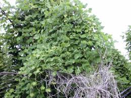 Image result for Pueraria