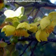 Image result for Ochna inermis