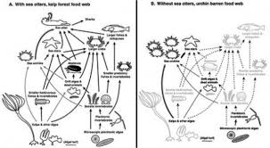 Diagram Of Forest Ecosystem Forest Ecosystem Ecosystems Forest Habitat