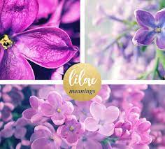 Maybe you would like to learn more about one of these? Lilac Meaning And Symbolism Ftd Com