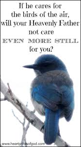 Look At The Birds Of The Air Niv Even More Still Bird Quotes Bible Quotes Bible