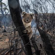 Koala On Instagram Never Give Up By Bradfleet This Little Koala Is On Kangaroo Island Over Which Half Has Been T In 2020 Koala Koalas Animal Rescue Center