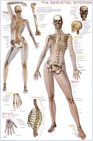 Explore the anatomy systems of the human body! Anatomical Drawing Ba Hons Degree Course In Painting Level One Oca