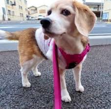 Beagle puppies for sale and dogs for adoption in illinois, il. 5 Best Beagle Breeders In Illinois 2021 We Love Doodles