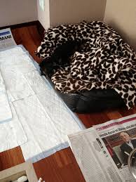 Desen Dizayn Dekor Yavru Kopek Tuvalet Egitimi Puppy Potty Training
