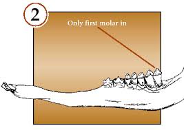 Bowsite Com How To Age Deer