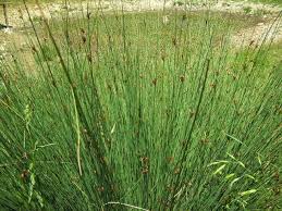 Image result for Juncus lomatophyllus