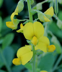 Image result for Crotalaria barkae