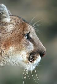 But no matter what you call it, it's still the same cat, puma concolor, the largest of the small cats. 360 Puma Ideas In 2021 Wild Cats Animals Wild Animals Beautiful