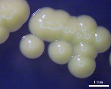 Micrococcus Luteus Wikipedia